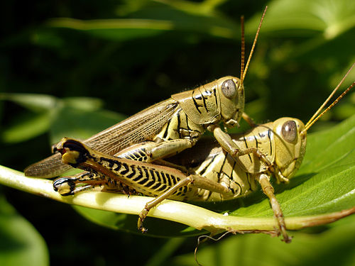 Differential grasshopper